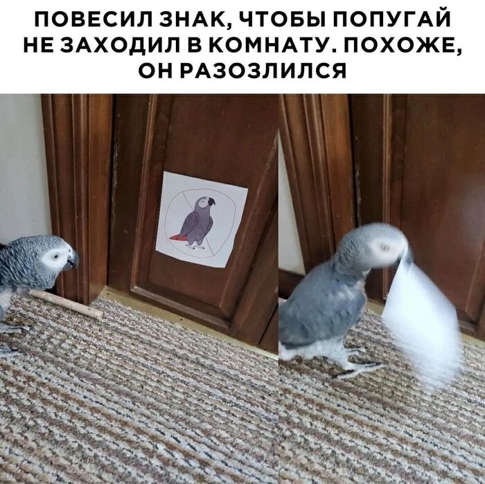 Попугай