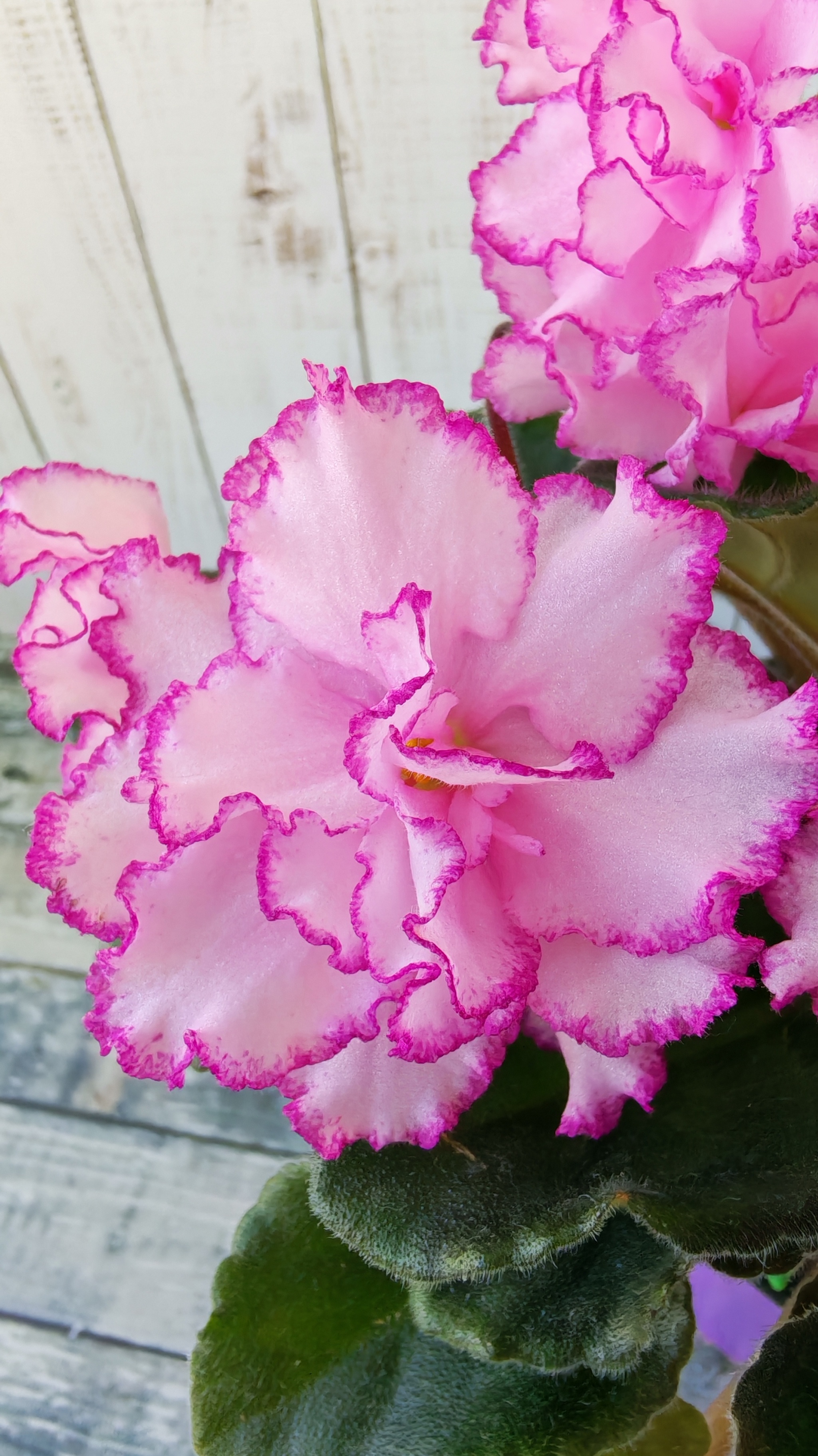 Violet YAN-Minuet! - Series Varietal violets, My, Growing, Plant growing, Houseplants, Floriculture, Gardening, Plants, Entertaining botany, Good morning, Botany, Bloom, Garden, Saintpaulia, Violets