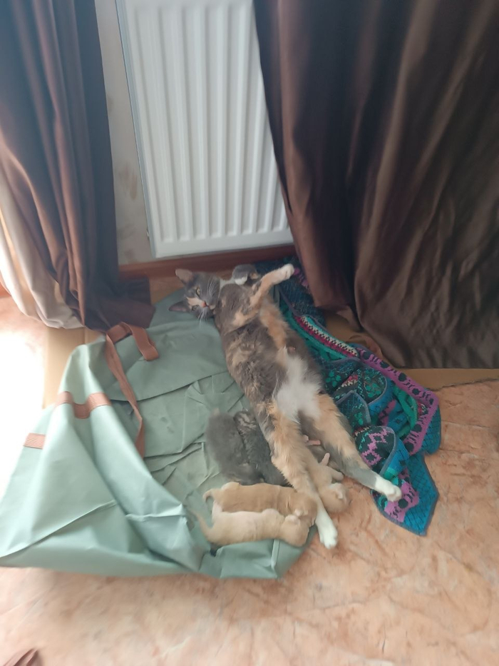 Кошка устала от детей)