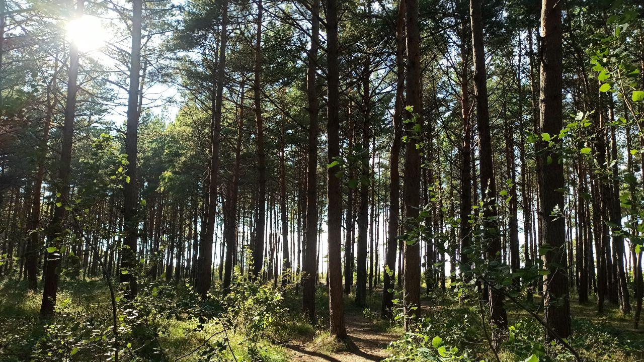 And about the weather in Kaliningrad - Series Kaliningrad and the region, My, Weather, Summer, Sea, The sun, Beach, Sand, Pine, Kaliningrad, Kaliningrad region, Baltic Sea, Cities of Russia, Travels, Dacha, sights, Longpost