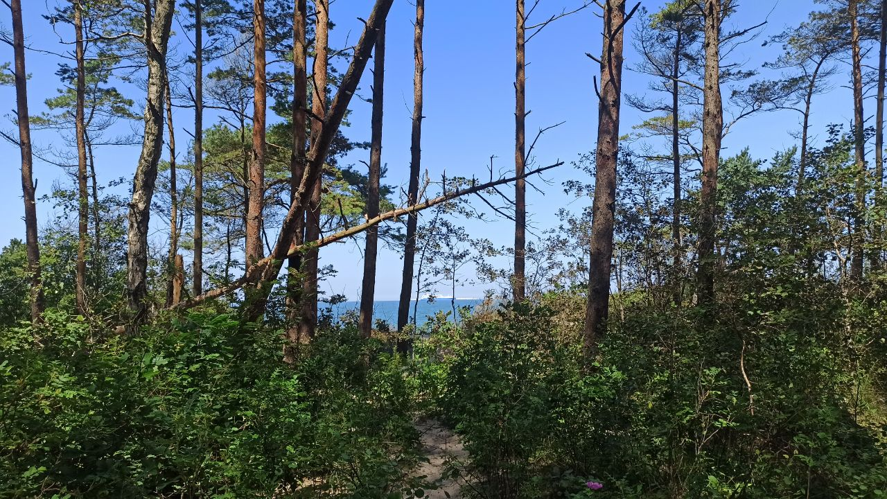 And about the weather in Kaliningrad - Series Kaliningrad and the region, My, Weather, Summer, Sea, The sun, Beach, Sand, Pine, Kaliningrad, Kaliningrad region, Baltic Sea, Cities of Russia, Travels, Dacha, sights, Longpost
