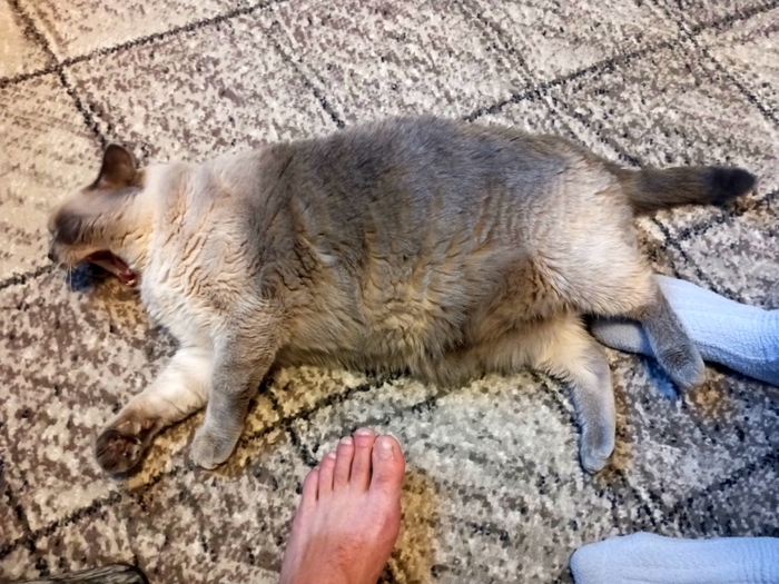 Котский челлендж
