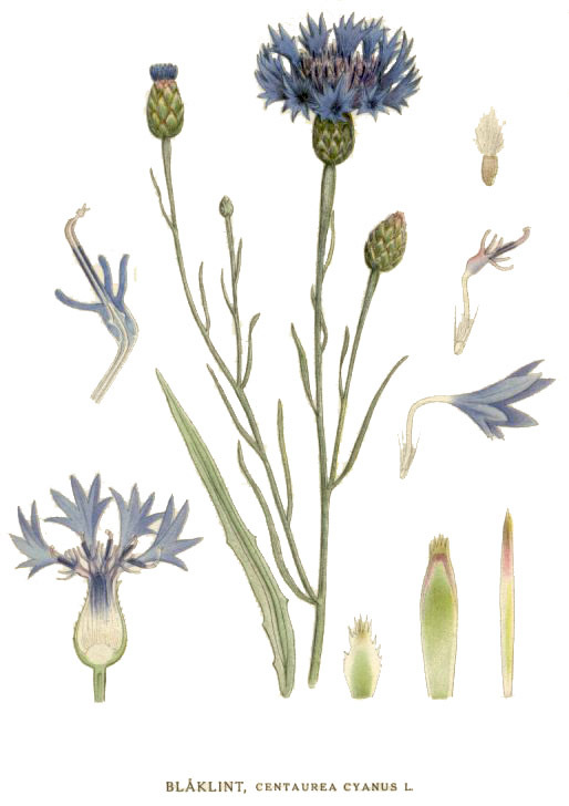 ������ �����. ������������ ����������� �� ����� �. �. �. �������� Bilder ur Nordens Flora, 1917�1926��.