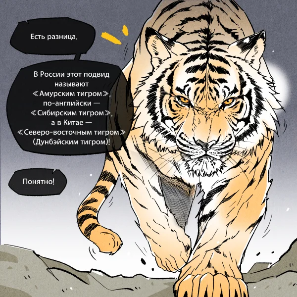 (comic) Russian tiger through the eyes of Koreans! - My, Humor, South Korea, Travels, Koreans, Author's comic, Creation, Корея, Bike, Life stories, Facts, The culture, Informative, Nostalgia, Tiger, Amur tiger, Comics, Diary, Art, k-Pop, Anime