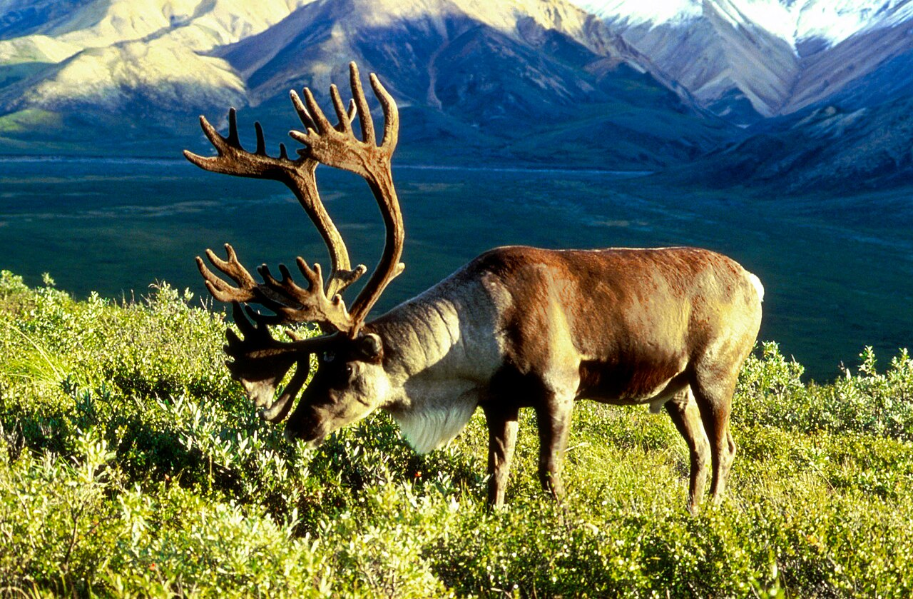 The deer better not come back - Series Ungulates, Deer, wildlife, Wild animals, Ungulates, Artiodactyls, The border, Norway, Visa, MAX messenger (link), Reindeer