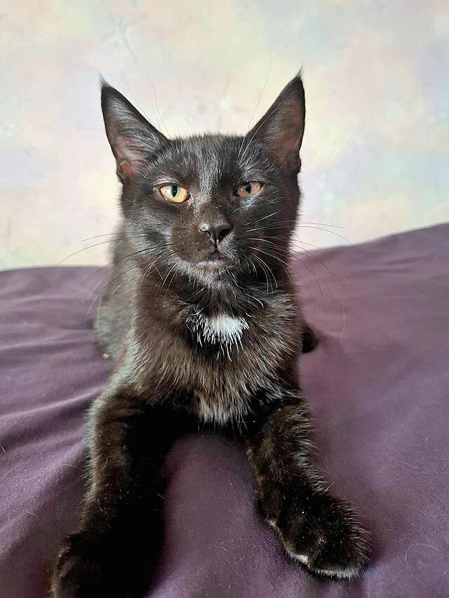 The most wonderful kittens are looking for a home. - In good hands, Moscow, Moscow region, cat, Kittens, Bengal cat, Maine Coon, Tricolor cat, No rating, Longpost