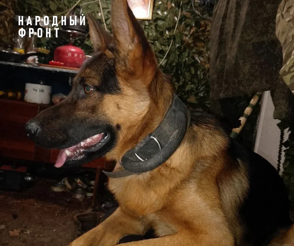 Thor is a combat dog who has been performing combat missions and saving the lives of our soldiers in the Northern Military District for several years now. - Donbass, Onf, Tomsk, Humanitarian aid, Siberia, Donetsk, DPR, LPR, Humanitarian convoy, Volunteering, Gratitude, Good deeds, Dog, Longpost