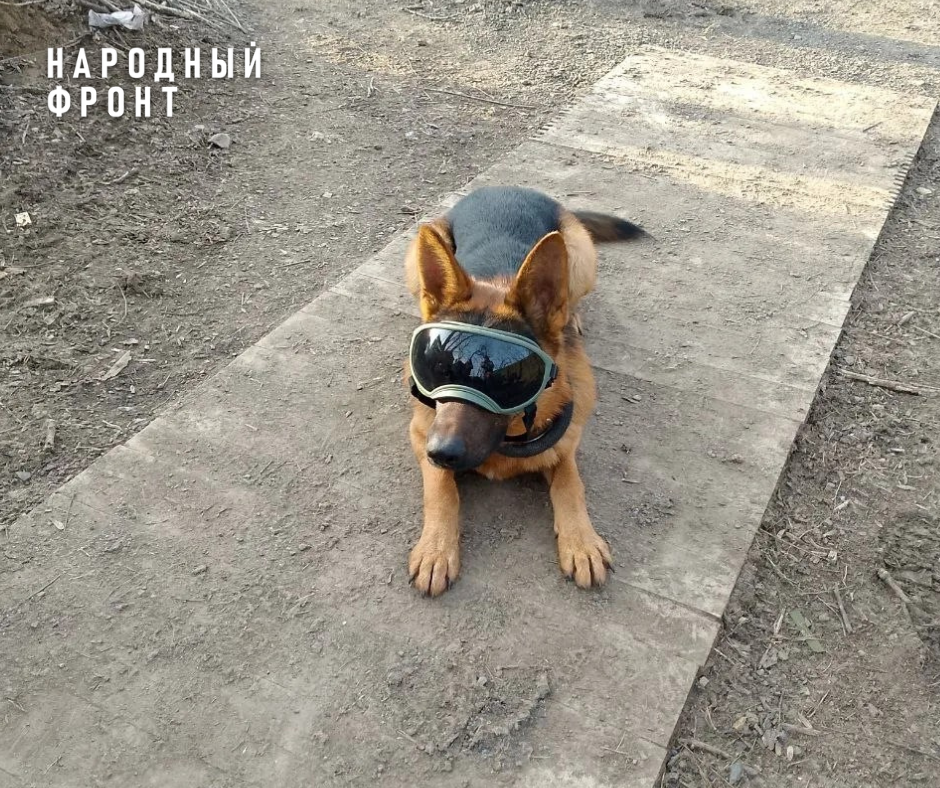 Thor is a combat dog who has been performing combat missions and saving the lives of our soldiers in the Northern Military District for several years now. - Donbass, Onf, Tomsk, Humanitarian aid, Siberia, Donetsk, DPR, LPR, Humanitarian convoy, Volunteering, Gratitude, Good deeds, Dog, Longpost