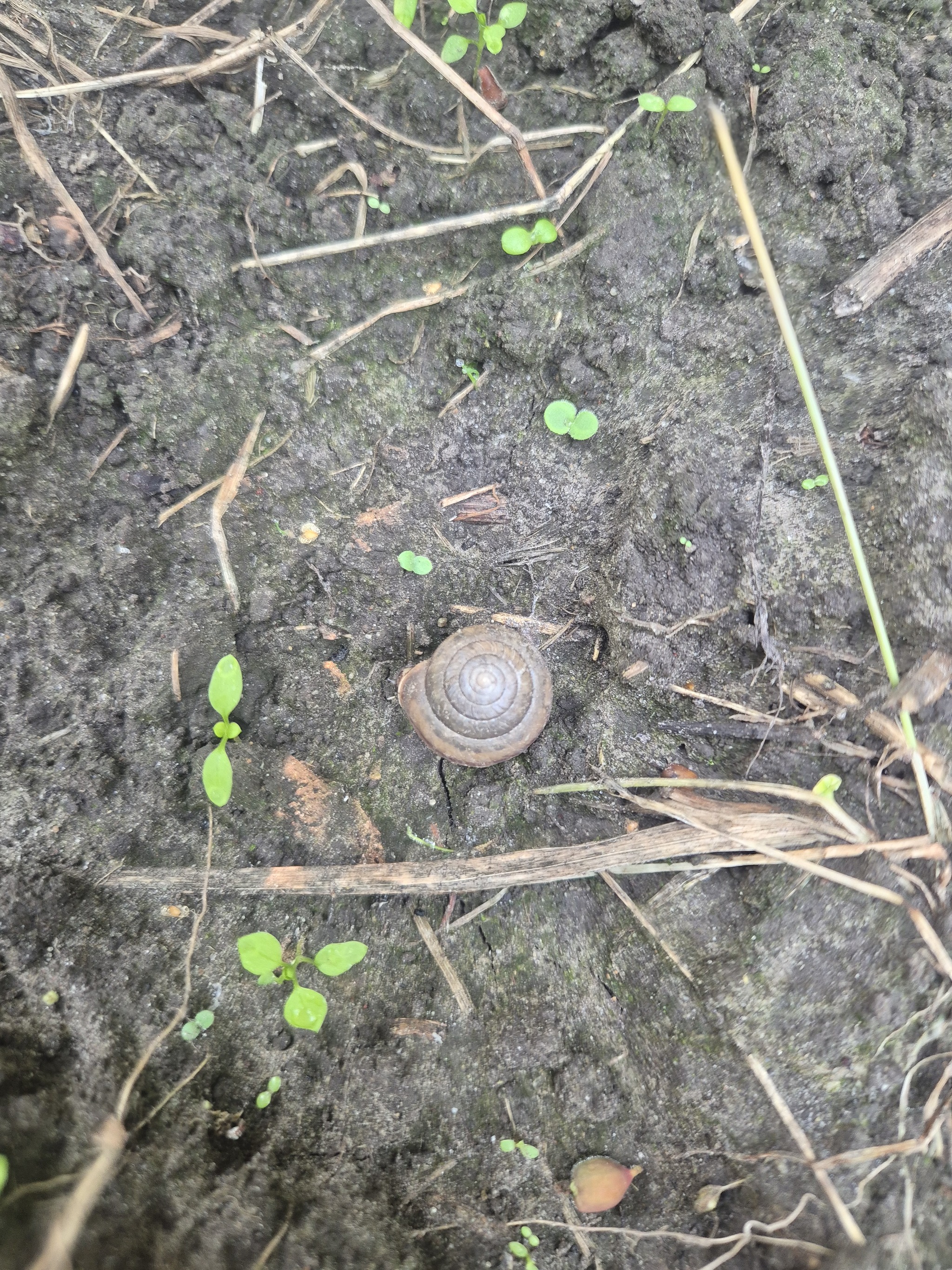 Parasites or the war with female invertebrates) - My, Akademgorodok, Novosibirsk, Snail, Pests, Mat, Longpost