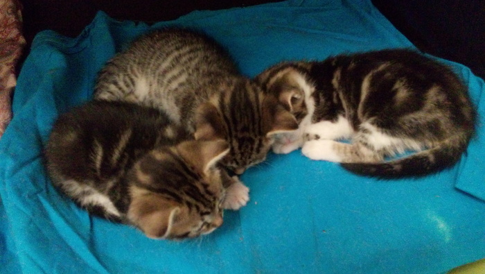 КОТЯТА