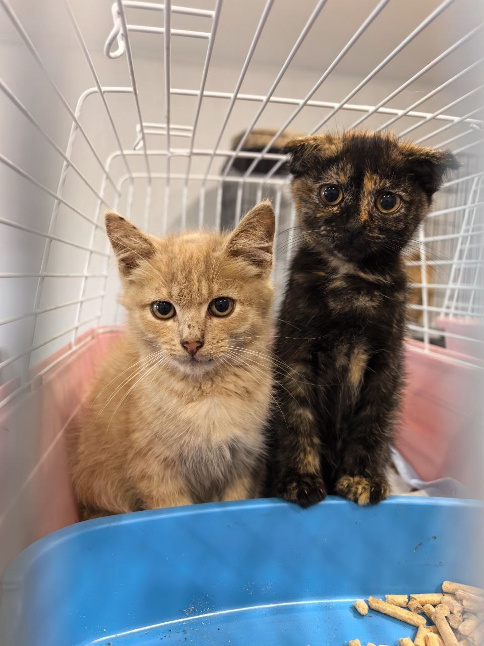 Homeless kids from the bus stop: how Arsenia's mother took in two hungry children - Kittens, In good hands, Moscow, Saint Petersburg, Voronezh, Lipetsk, Telegram (link), Longpost