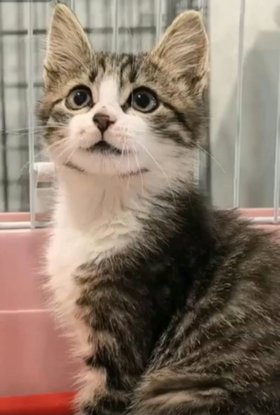 Children carried a kitten around the monastery. It's located in the Lipetsk region. Delivery is available throughout Russia. - My, In good hands, Kittens, Lipetsk, Moscow, Voronezh, Saint Petersburg, Kindness, Video, Vertical video, Short videos, Longpost
