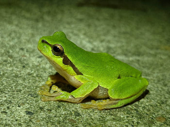 Сделал неожиданно классный кадр лягушки Hyla arborea!