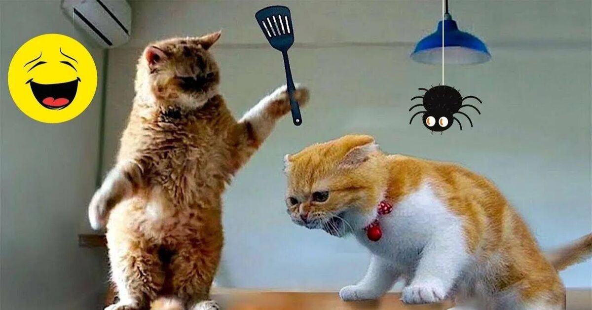 Funny animals))) - Rutube, Humor, Animals, Funny animals, Pets, Cat family, Small cats, Cat lovers, Big cats, Kittens, Animal games, Fat cats, Paws, Kus, Cats and dogs together, Video