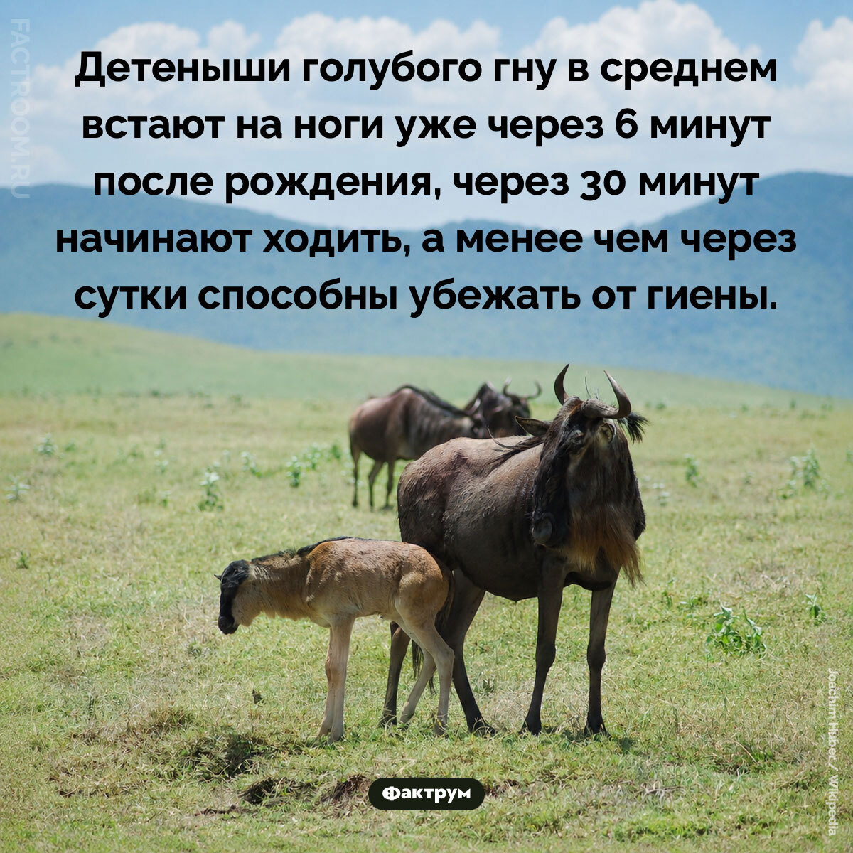 Подборка интересных фактов № 275 - Моё, Познавательно, Факты, Подборка, Картинка с текстом, Фактрум, Хочу все знать, Удивительное, Удивление