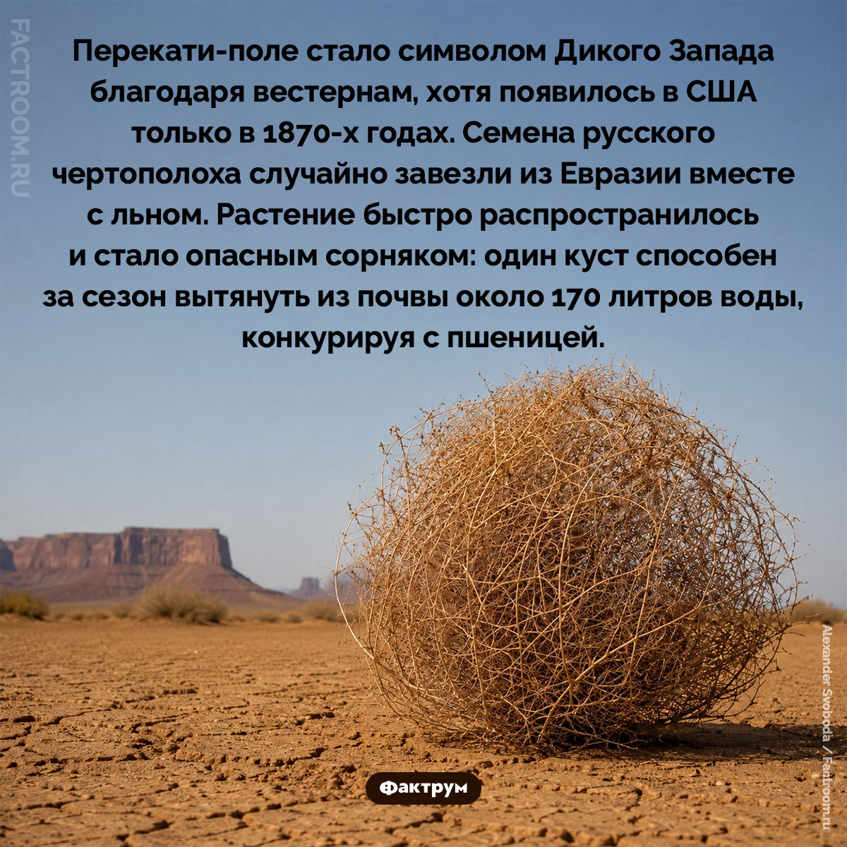 Подборка интересных фактов № 275 - Моё, Познавательно, Факты, Подборка, Картинка с текстом, Фактрум, Хочу все знать, Удивительное, Удивление