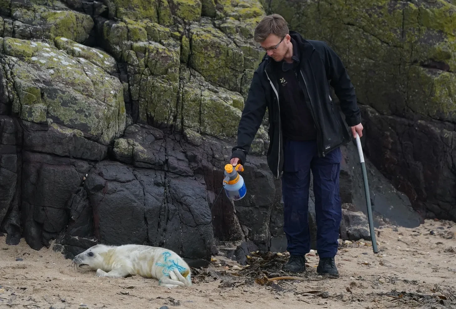 Everyone was marked and counted. - Series Pinnipeds, Grey seal, Seal, Tags, Accounting, Pinnipeds, Young, Predatory animals, Wild animals, wildlife, Great Britain, MAX messenger (link)