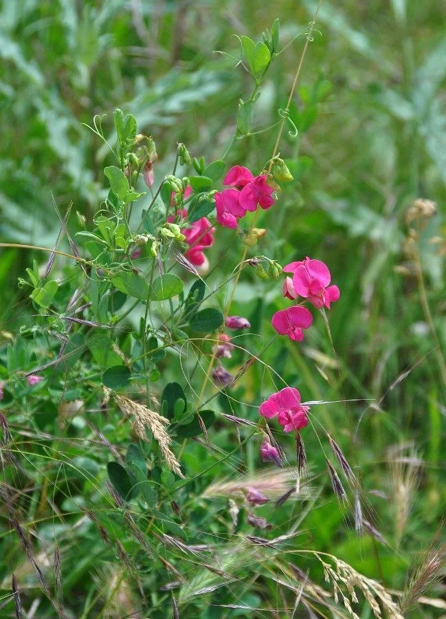 Mouse Pea Zoo - My, Botany, Plants, Biology, Entertaining botany, Meadow, Longpost, Come to us