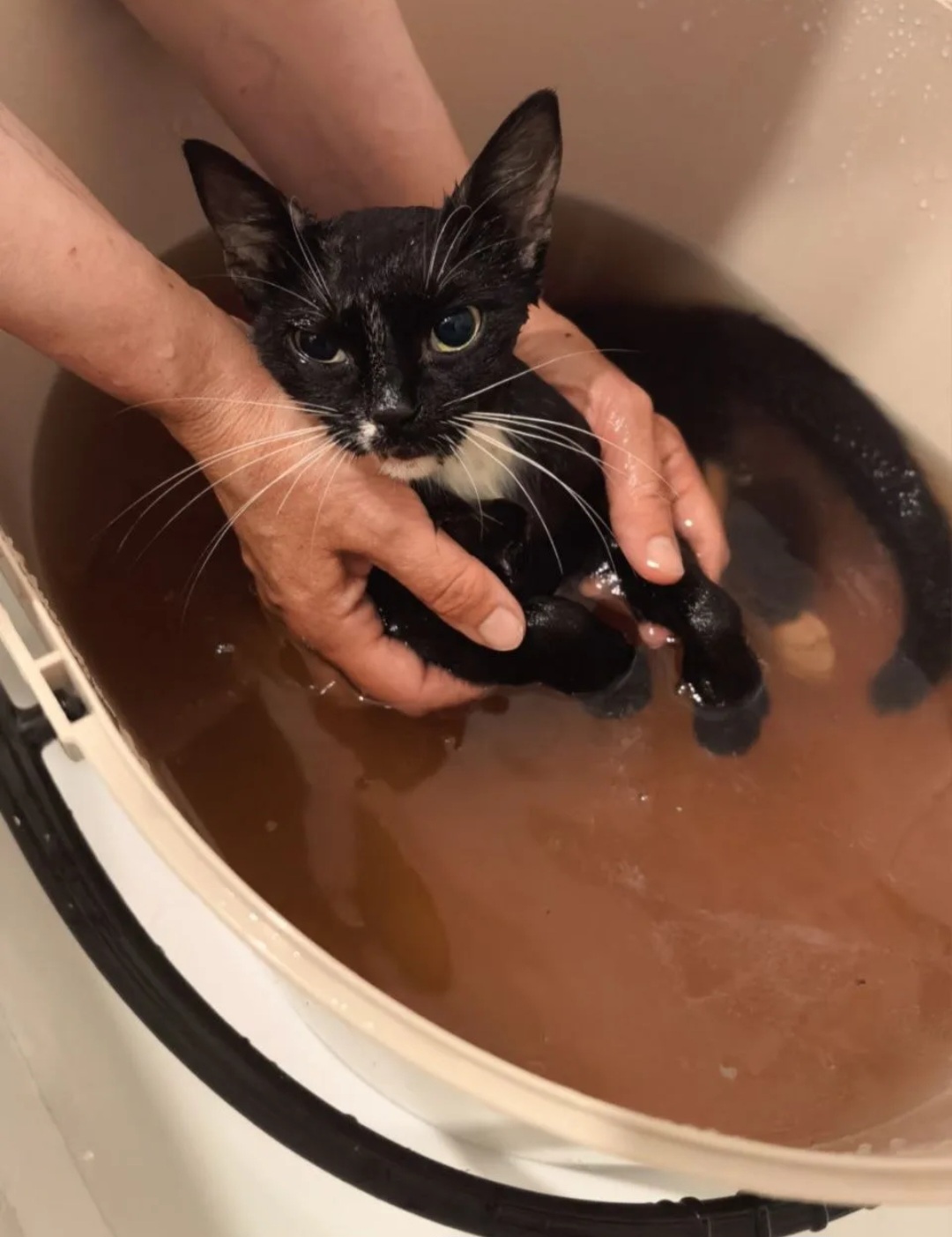 The owner died. The kitten almost died too. Help is needed. Located in the Lipetsk region. Delivery is available throughout Russia. - My, Fight for survival, The rescue, Helping animals, Kittens, Video, Vertical video, Short videos, Longpost, Lipetsk, Moscow, Saint Petersburg, Voronezh, In good hands, Negative