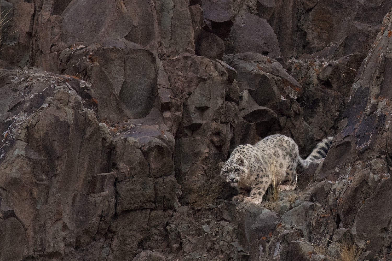 Snow leopards are perfect, but perfection can be their undoing. - Series Snow Leopard, Snow Leopard, Perfection, Survival, Research, Scientists, Wild animals, Rare view, Cat family, Predatory animals, Danger, Big cats, Climate change, Yandex Zen (link), Longpost