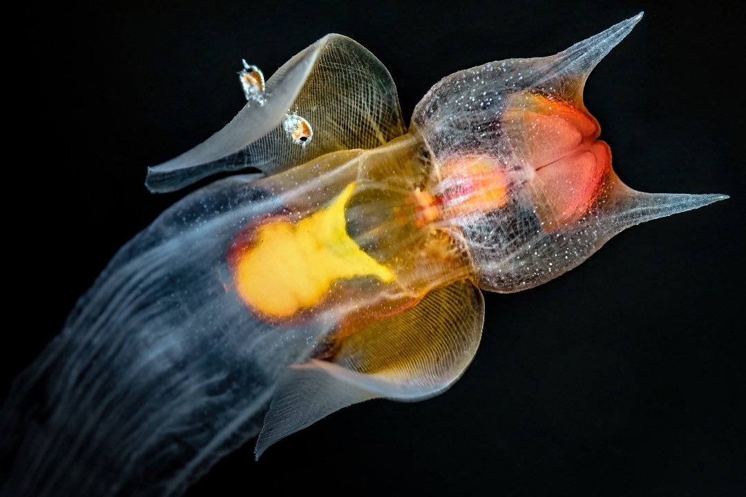 Sea angels: did you know about them? - Series Cognitive, My, Rare view, Biology, In the animal world, Animals, Clam, Longpost