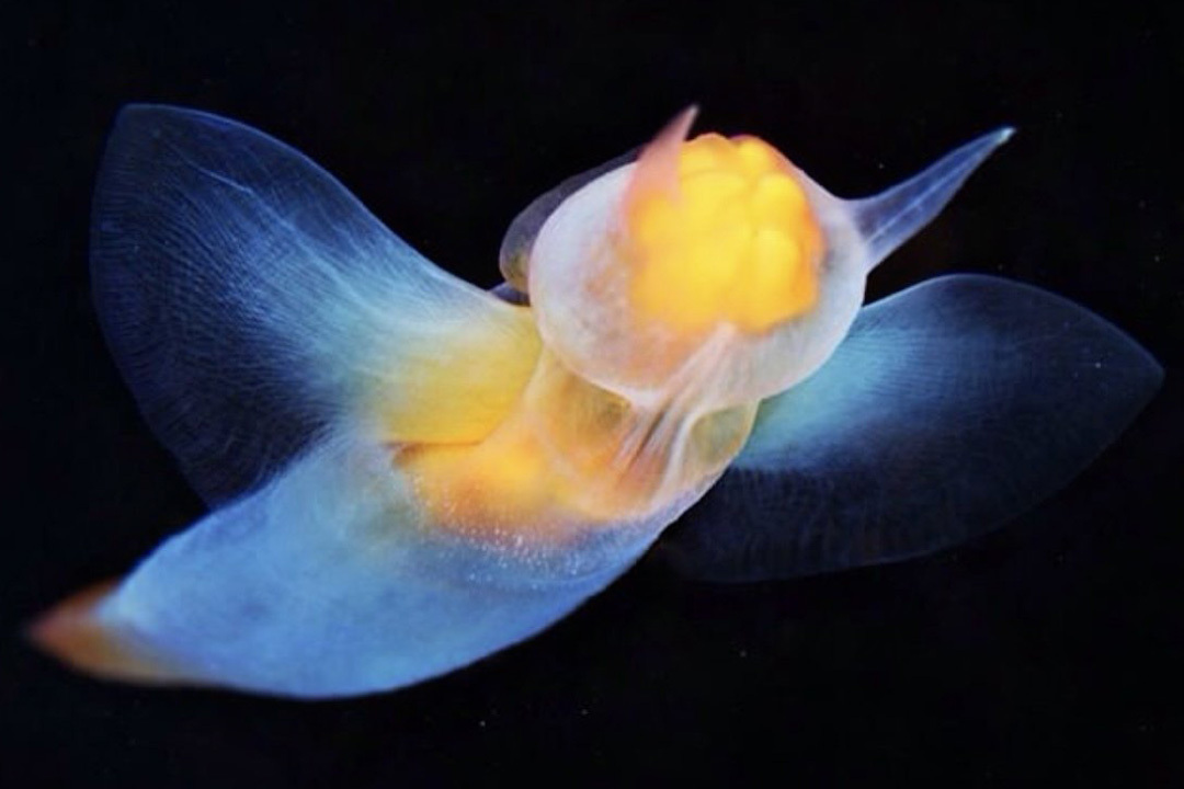 Sea angels: did you know about them? - Series Cognitive, My, Rare view, Biology, In the animal world, Animals, Clam, Longpost