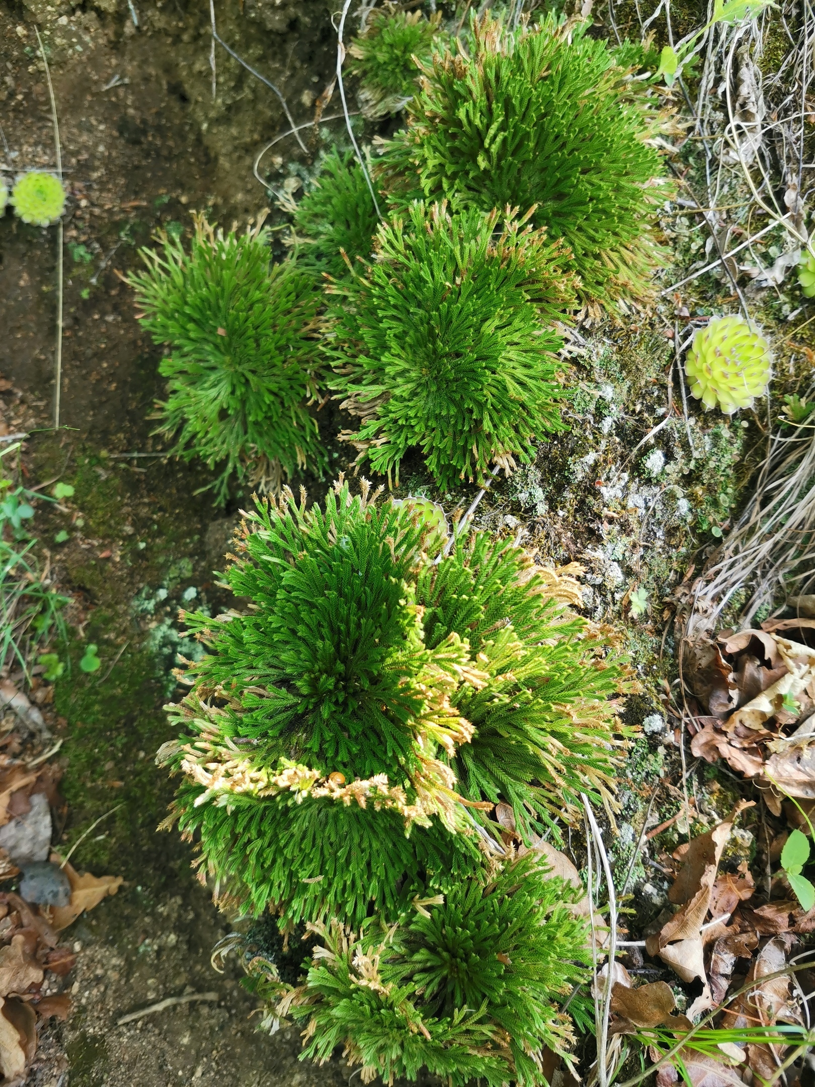Club moss (Selaginella tamariscina) - My, Entertaining botany, The mountains