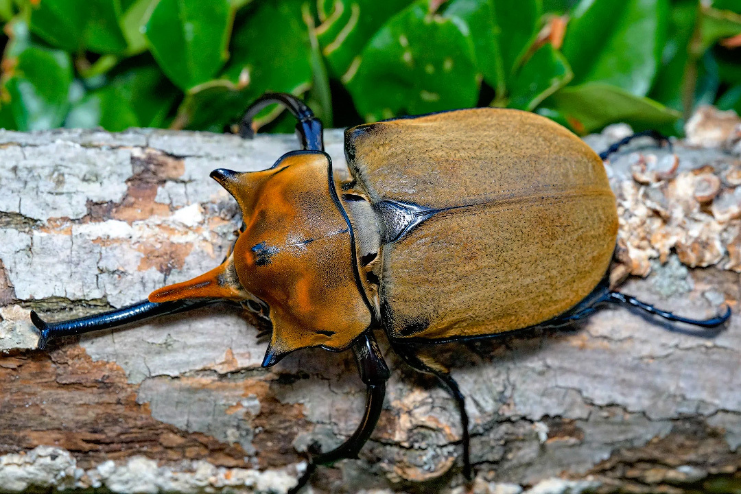 Elephant Beetle: A Rhinoceros at its Max - Series Cognitive, My, Rare view, In the animal world, Animals, Biology, Insects, Жуки, Longpost