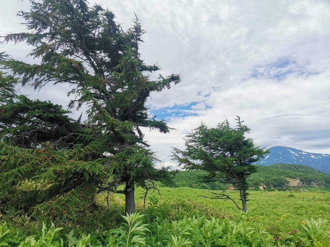 Cajander larch (Larix cajanderi) - My, The mountains, Botany