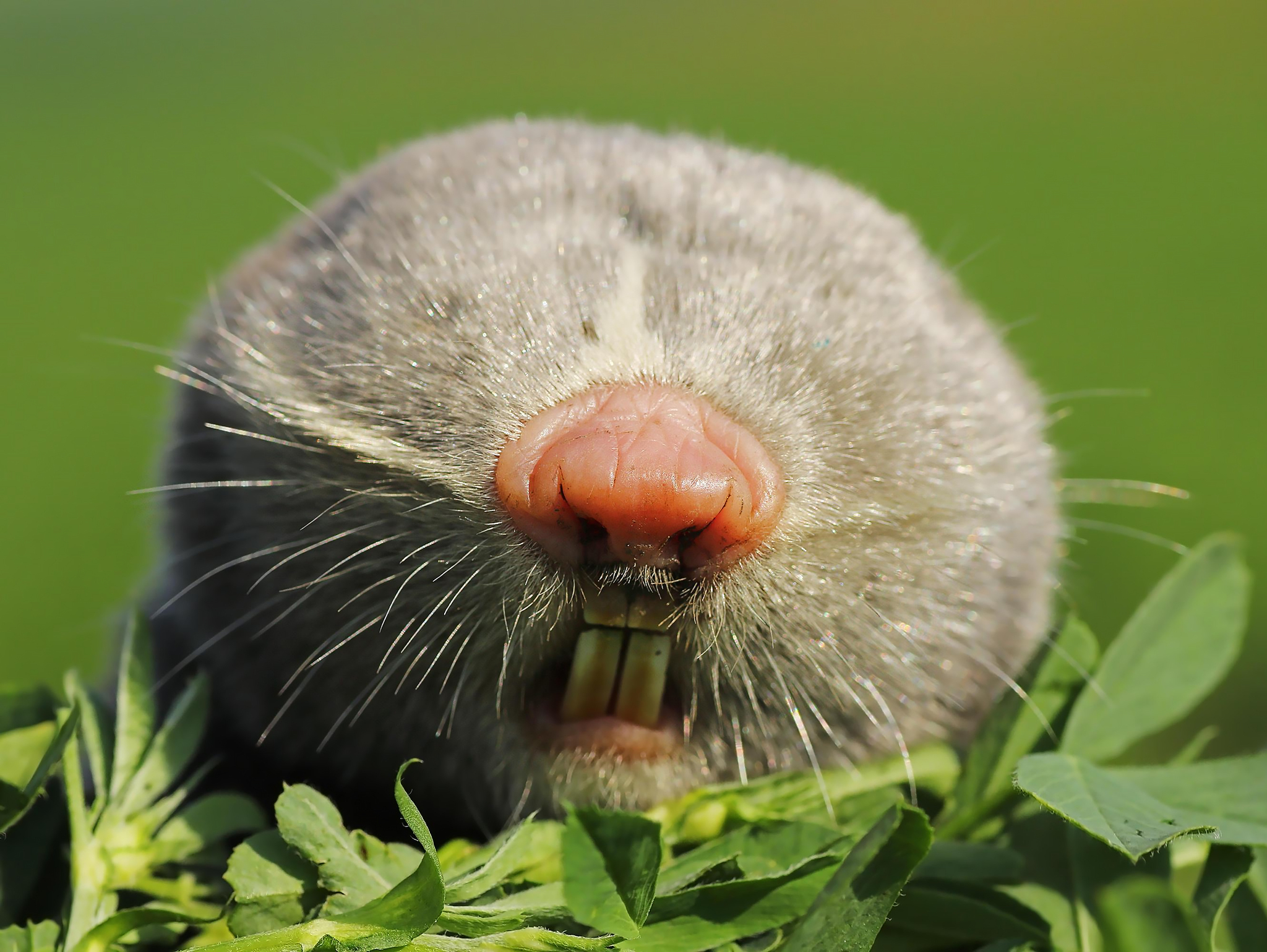 I can't see anything, but I can hear and smell everything. - Series Expanding school knowledge, My, Biology, Informative, Facts, Nature, Animals, Nauchpop, In the animal world, Amazing, Astonishment, Mammals, Rodents, The Blind Man, Video, Vertical video, Short videos, Longpost