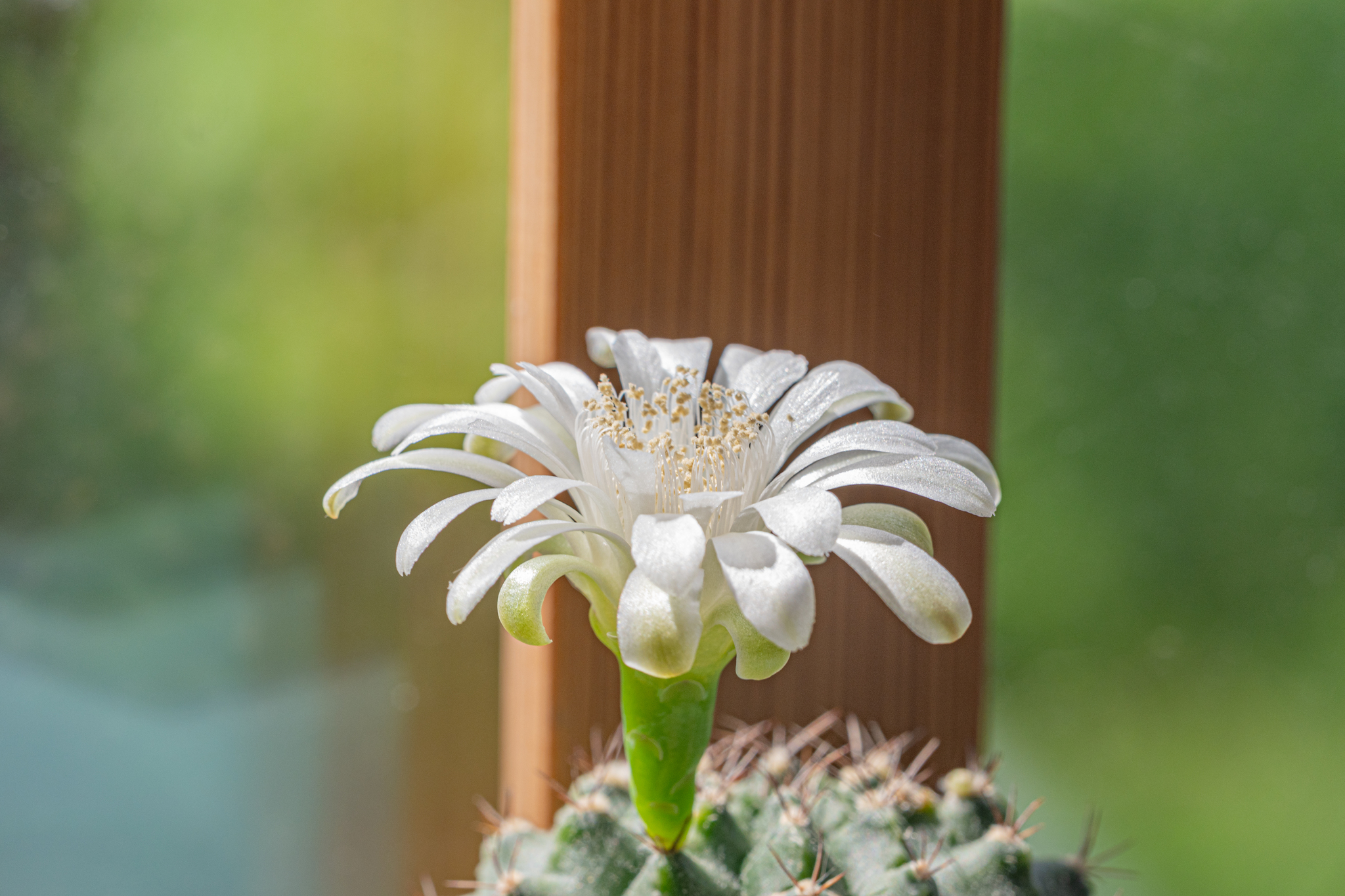 Gymnocalycium has bloomed again - Series Macro photography, My, Nikon, The photo, Gymnocalycium, Cactus, Blooming cacti, Macro photography