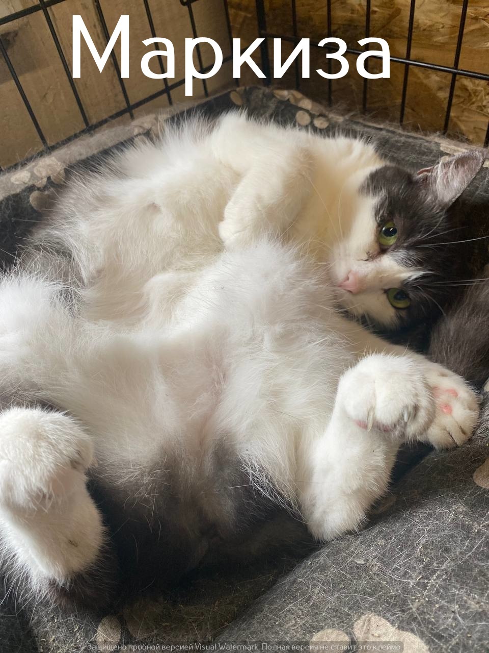 Life at the Kotoland Home Shelter 556 - My, Good league, In good hands, cat, Shelter, Lipetsk, Kindness, Shelter Cotoland, Longpost