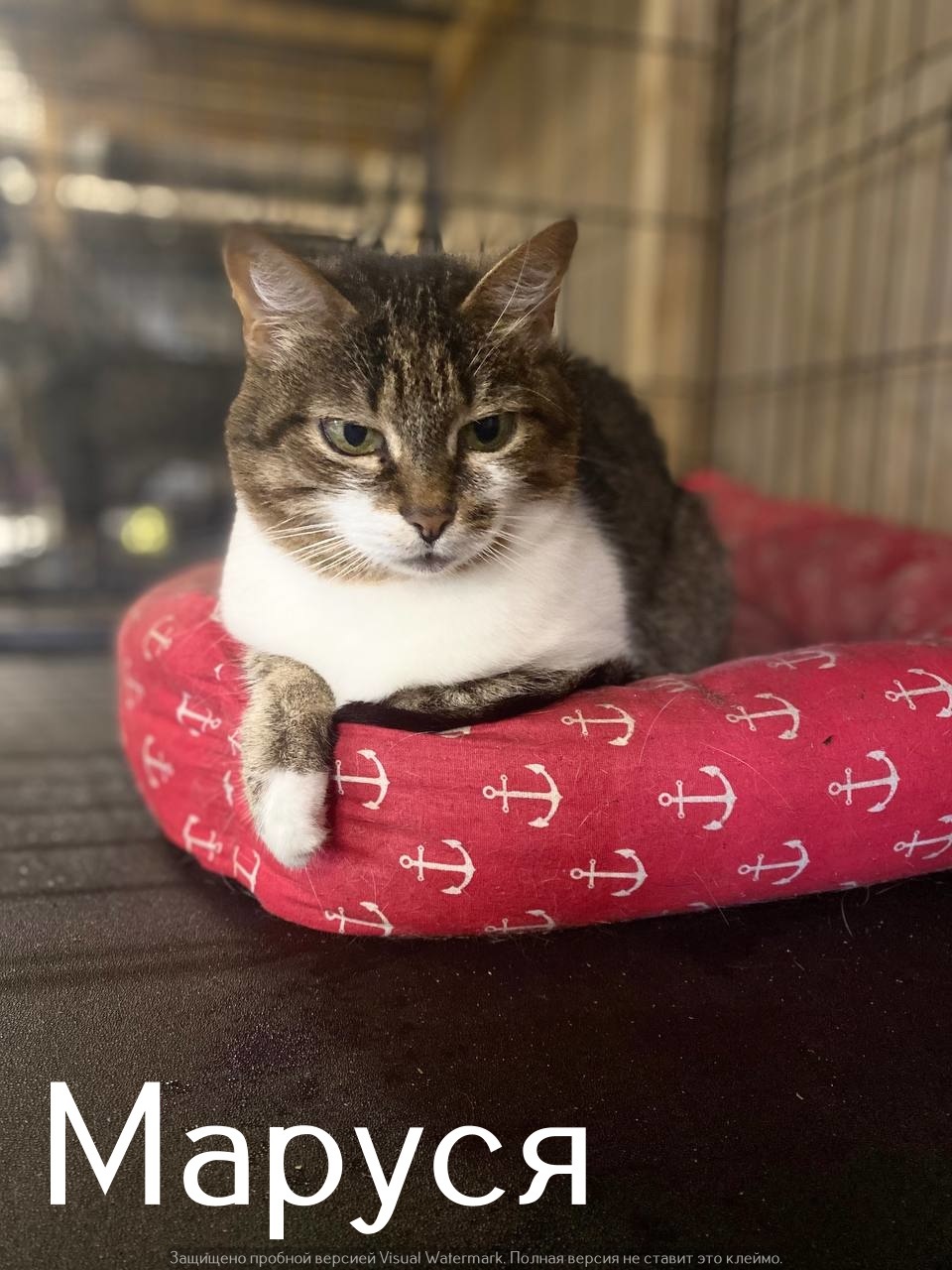 Life at the Kotoland Home Shelter 556 - My, Good league, In good hands, cat, Shelter, Lipetsk, Kindness, Shelter Cotoland, Longpost