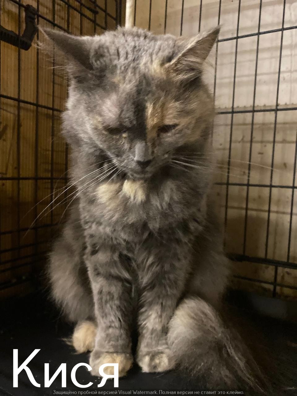Life at the Kotoland Home Shelter 556 - My, Good league, In good hands, cat, Shelter, Lipetsk, Kindness, Shelter Cotoland, Longpost