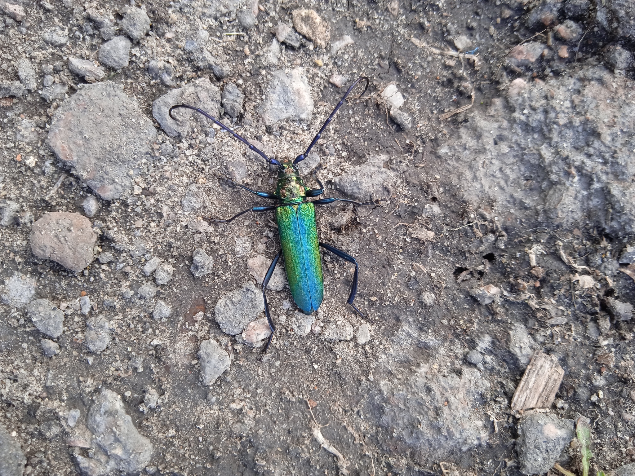 Who is this? - My, Жуки, Garden, Pets