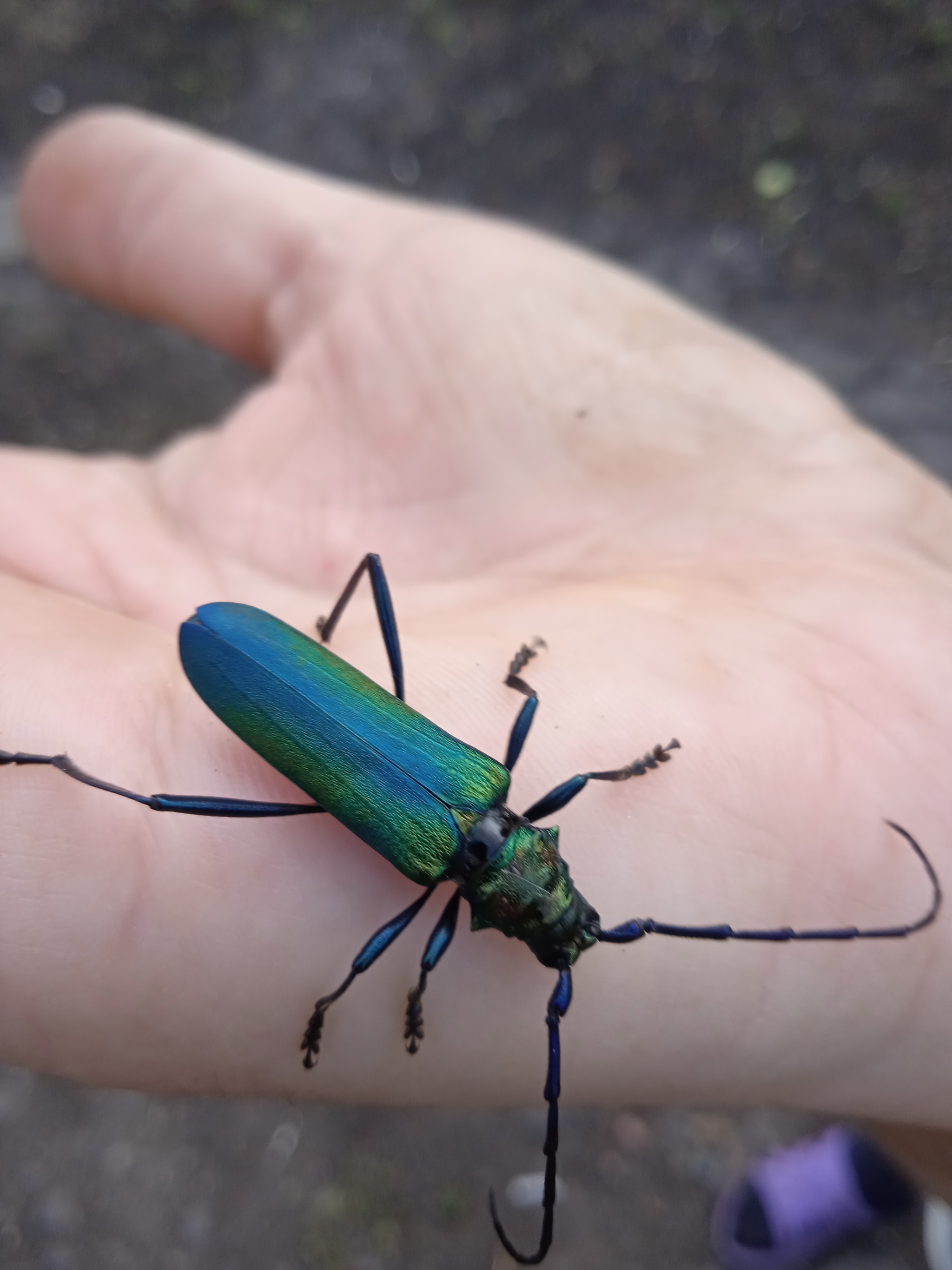 Who is this? - My, Жуки, Garden, Pets