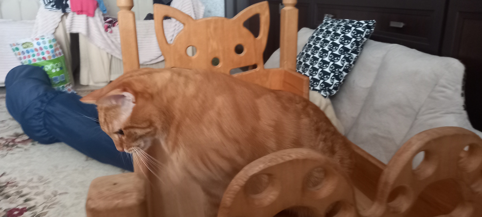 I brought a cat bed to my parents. - My, cat, Mammals, In the animal world, Kittens, Cat lovers, Cat family, Tricolor cat, Animal games
