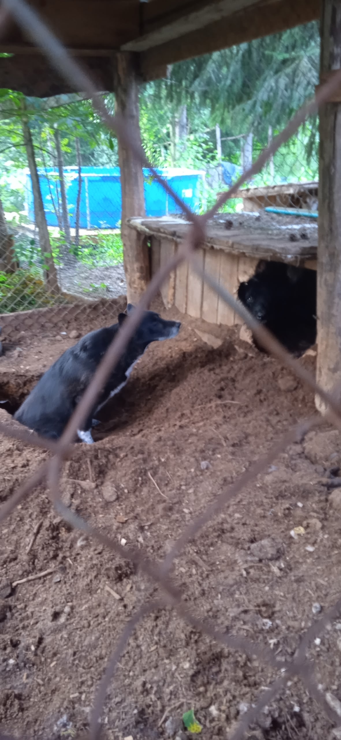 Diggers... How do your dogs escape the heat? - Series I want to go home, Overexposure, Shelter, Kindness, Volunteering, Dog, Dog lovers, Longpost