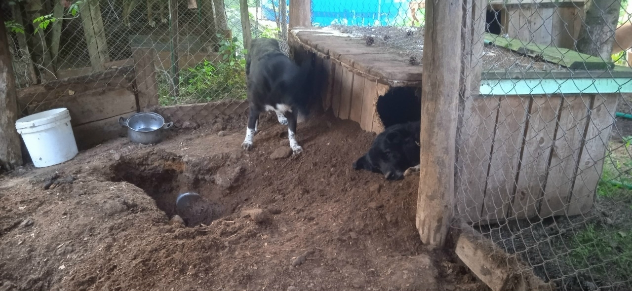 Diggers... How do your dogs escape the heat? - Series I want to go home, Overexposure, Shelter, Kindness, Volunteering, Dog, Dog lovers, Longpost