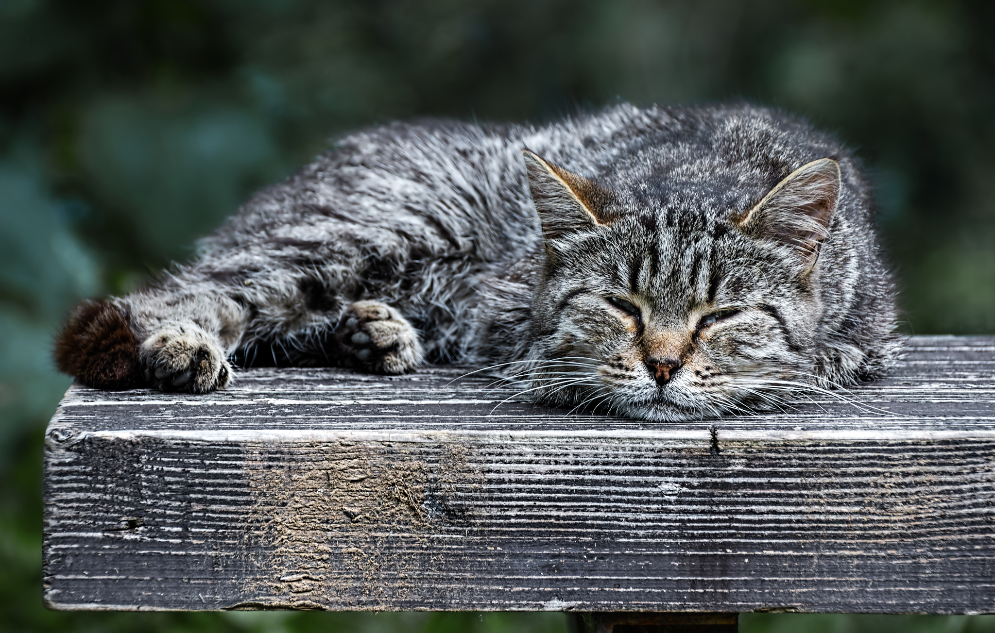 Gray and the bench - My, The photo, Beginning photographer, Canon, Street photography, City walk, cat, Benches, Summer, Heat, Grey