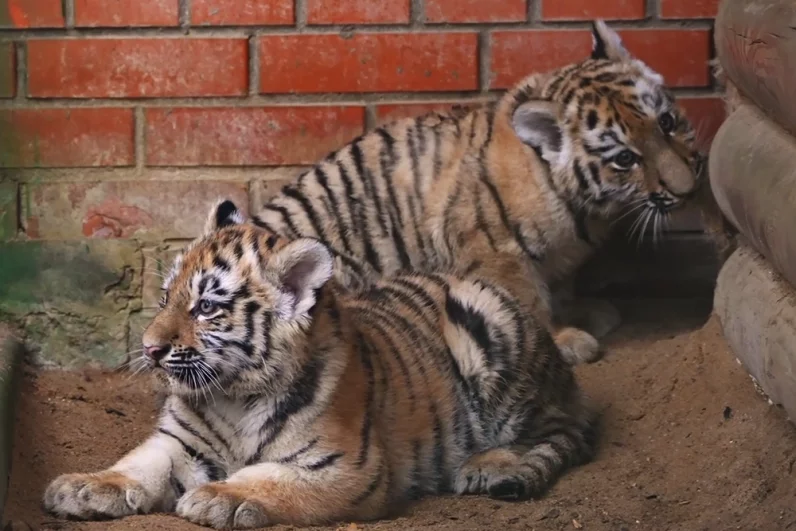 Striped Fate: Admire the Tigers of Moscow - My, Moscow Zoo, Tiger, Tiger Day, Longpost, Amur tiger, Tiger cubs, Cat family, International day, Video, Video VK