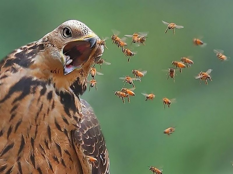 Unusual eating habits of a bird - Series Did you know , My, Biology, Informative, Facts, Nature, Animals, Nauchpop, In the animal world, Amazing, Astonishment, Birds, Pern, Video, Short videos, Longpost