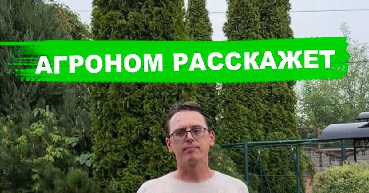 The most important thing for a gardener in the rain! - My, Garden, Garden, Rain, Humor, Plant growing, Growing, Video, Rutube, Short videos