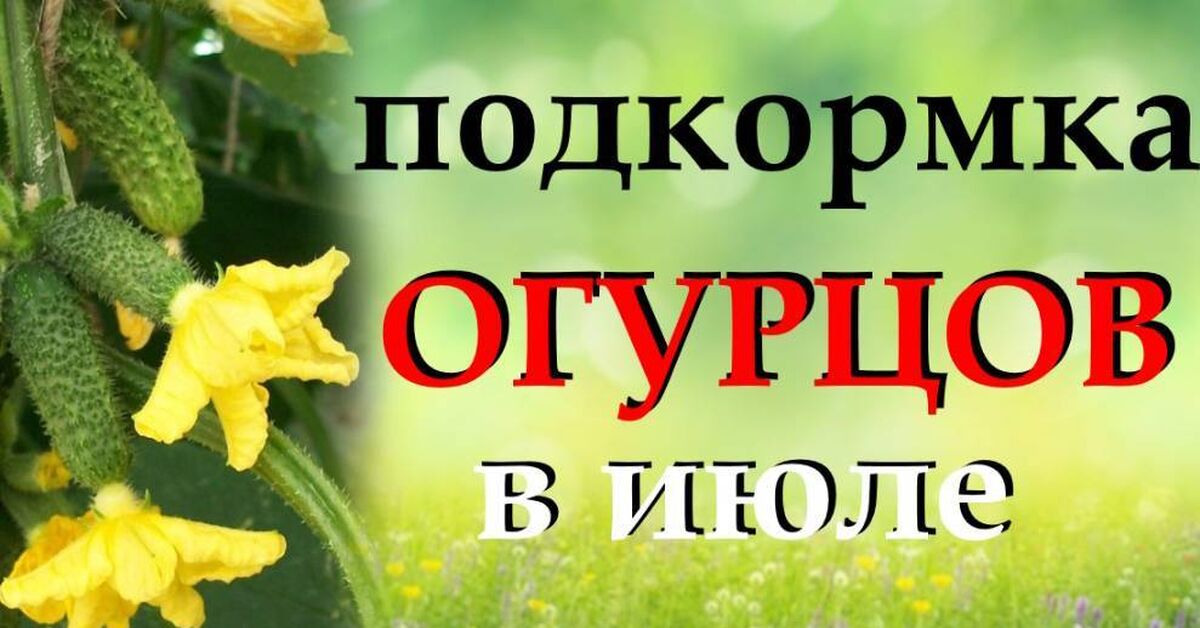 How to feed cucumbers during flowering and fruiting - My, Gardening, Garden, Garden, Dacha, House, Cucumbers, Greenhouse, Harvest, Land plot, Plant growing, Growing, Home construction, Video, Rutube