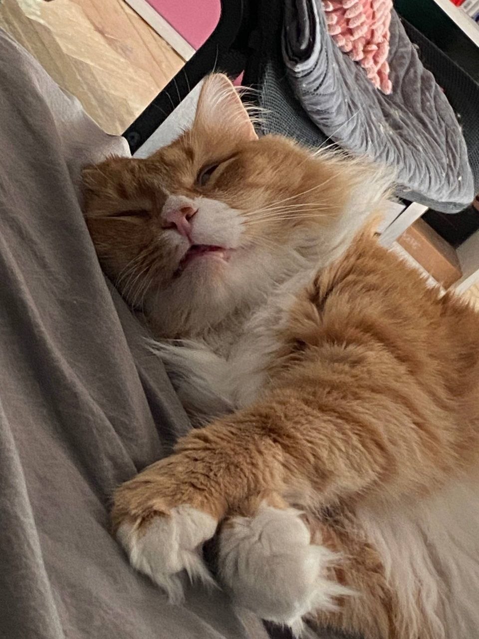 Greetings from home from Foxy, whom I found at the dacha in December several years ago. I took him home and then found a new family. - My, Animal Rescue, Helping animals, cat, Found a home, Animals, Dacha, Longpost