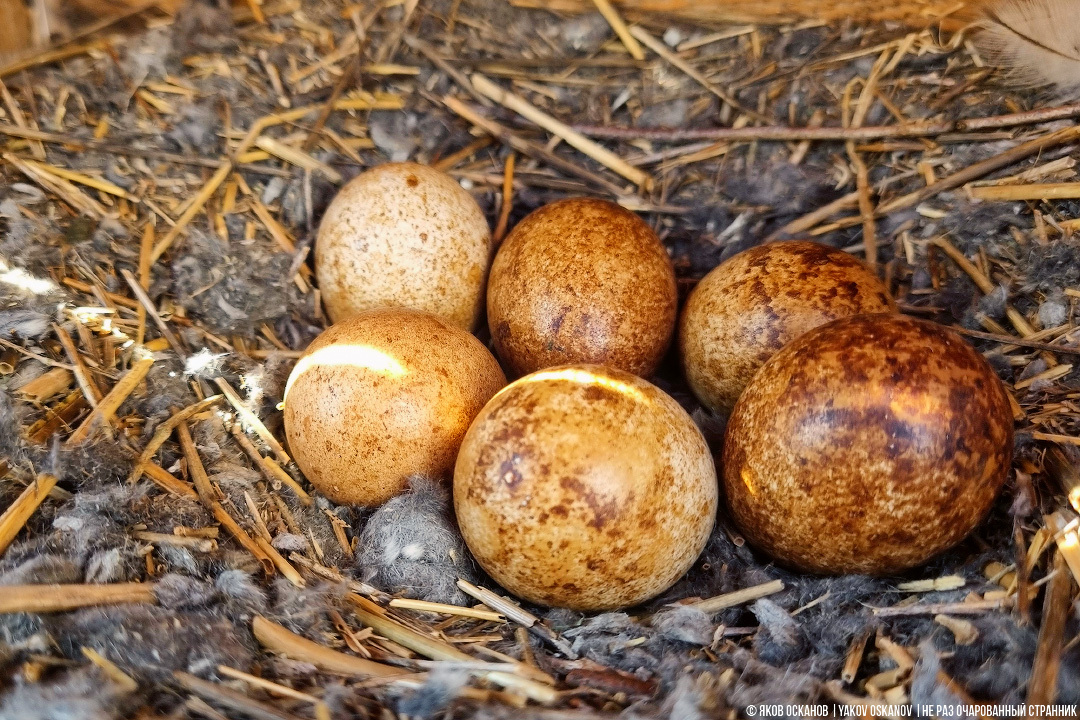 An illegal poultry farm in the forest. Year two: what's the impact? - Series Nature Transformation Plan PPP, My, Animals, In the animal world, Good deeds, wildlife, Birds, Falcons of Russia, Longpost