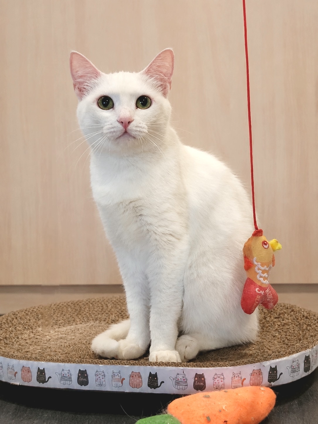 A Warm Home for a Cold Soul: Adaptation with a Refined Sugar Flavor - cat, In good hands, Moscow, Saint Petersburg, Voronezh, Lipetsk, Telegram (link), Longpost