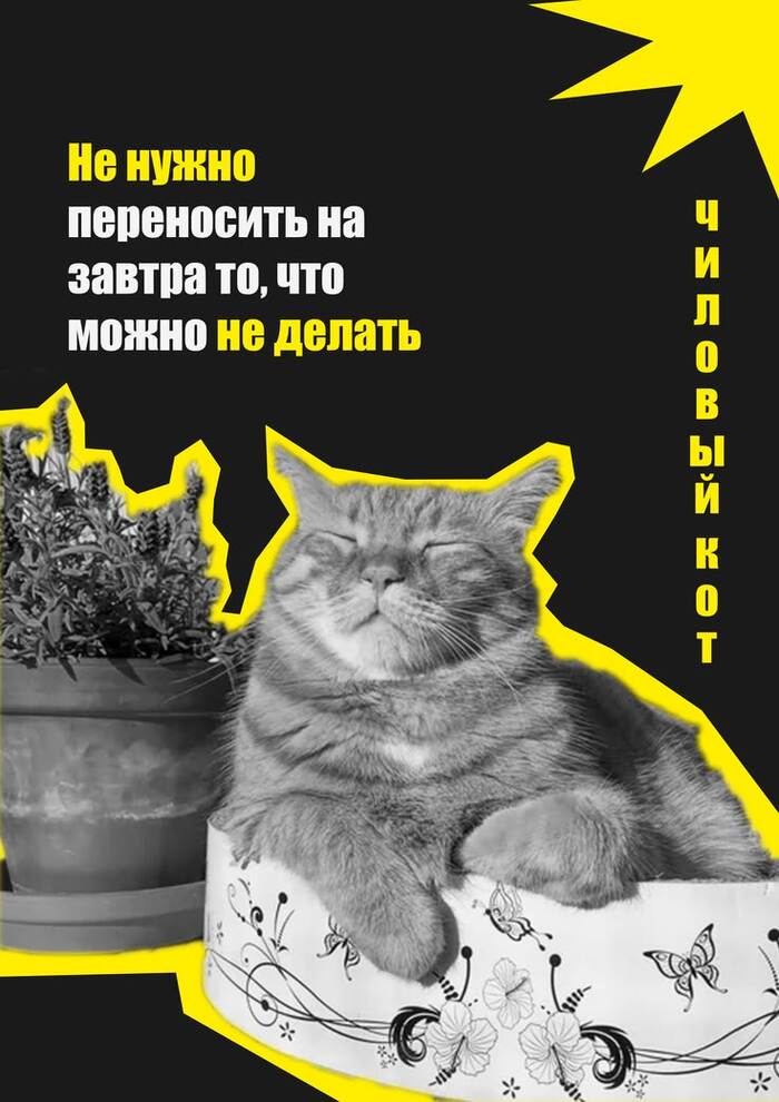 Чиловый кот