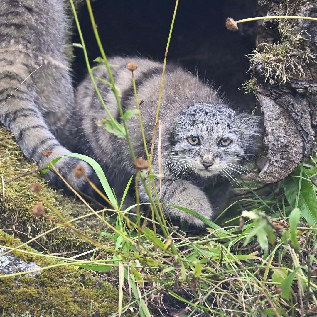 Bezushka Saimi - Pallas' cat, Small cats, Cat family, Wild animals, Predatory animals, Young, Zoo, Longpost