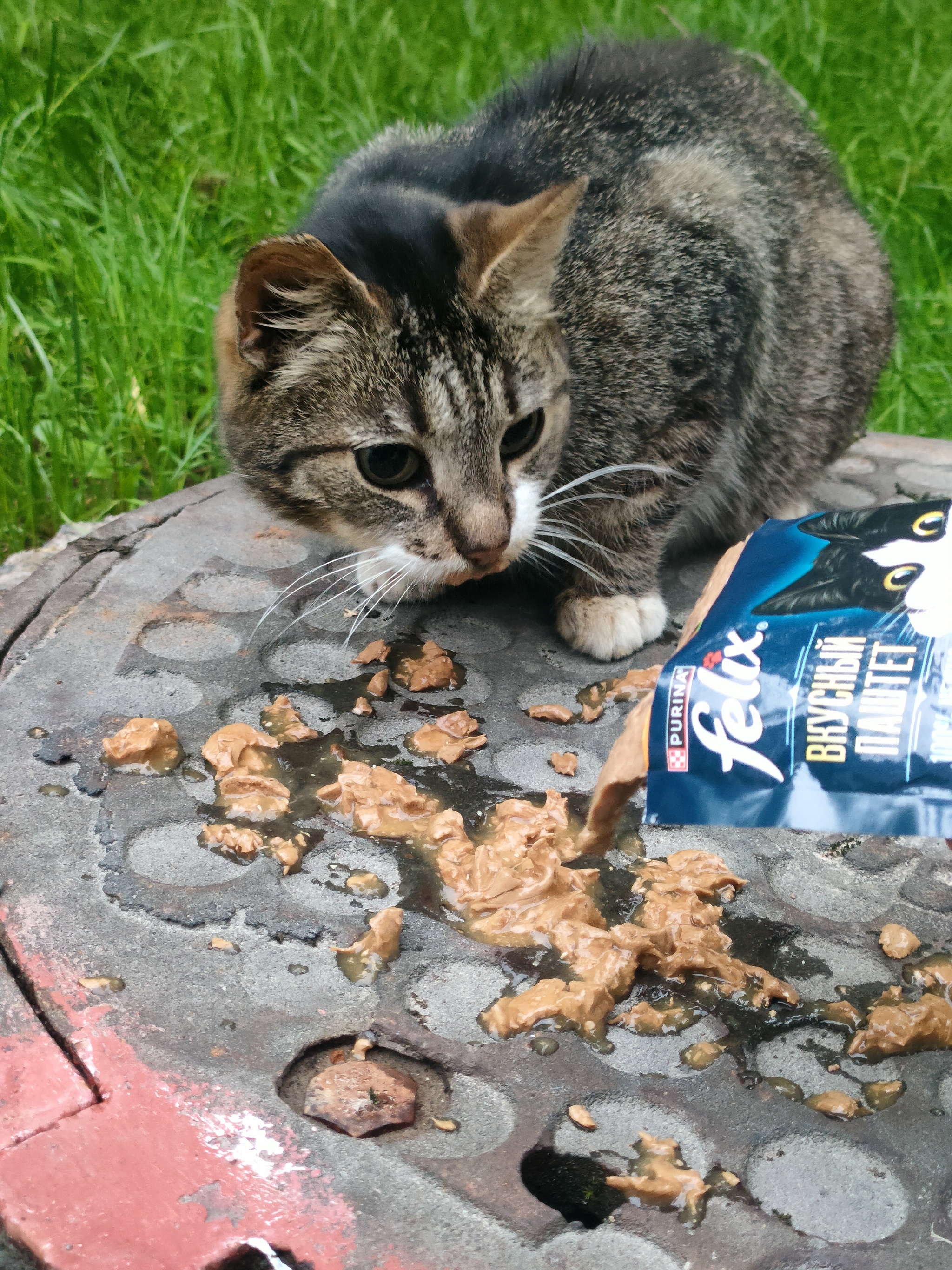 Why wet food? (Text below the photo) - My, Animals, Homeless animals, Milota, cat, Fat cats, Cat family, Purring, Cat's food, Volunteering, Tricolor cat, Meow, Helping animals